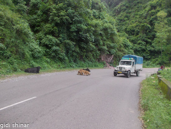 פרות על הכביש