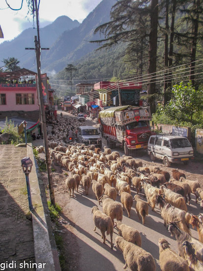 כבשים בכביש