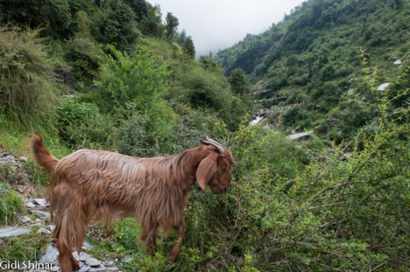 בדרך למפל הקטן בבאגסו