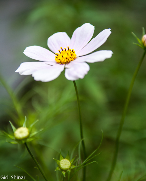 בבית קפה במפל הקטן באגסו